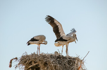 stork in its nest and flying