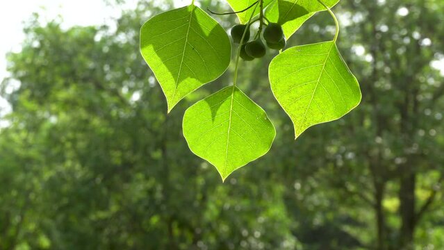 Chinese tallow leaves in backlight
