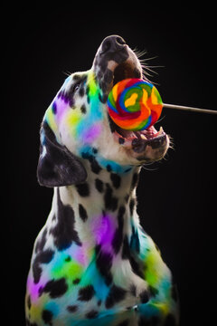 Adorable dalmatian dog painted by colourful Holi trying to eat lollipop