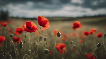 Fototapeten poppies on a field in summer under a cloudy sky. © Waqar