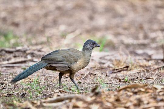 Plain Chachalaca (Ortalis vetula) in a bush in the Rio Grande Valley, South Texas, Bentsen-Rio Grande State Park, Mission, Texas.