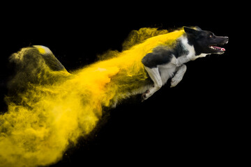 Adorable border collie dog in holi powder