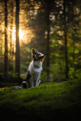 Border collie dog in forest at sunset