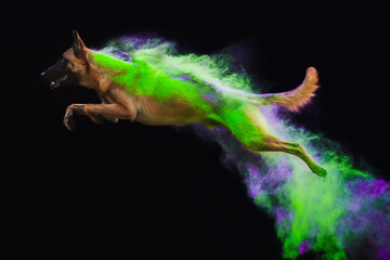 Belgian Shepherd Malinois dog in holi powder
