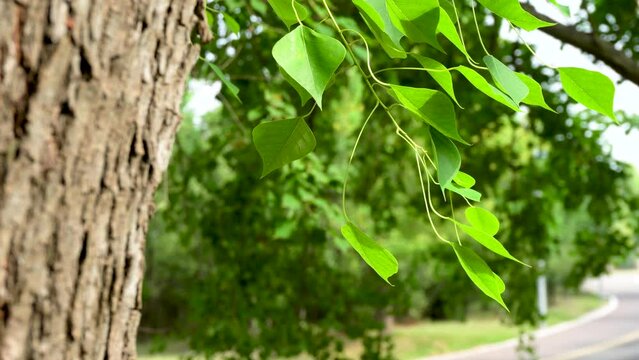 The leaves of Chinese tallow trees in the park sway in the wind