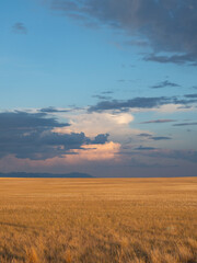Agricultural Field at Golden Hour near Benton Lake Wildlife Reserve with Highwood Mountains in the Distance