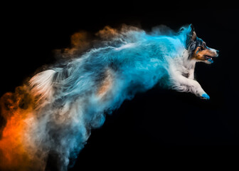 Border collie dog in holi powder