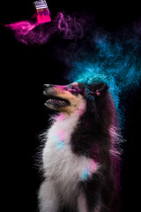 Shetland sheepdog (sheltie) dog in holi powder