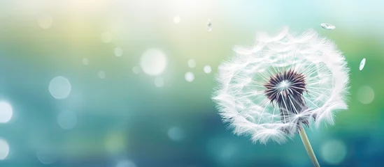 Fotobehang Beautiful nature close up of a dandelion in the morning sunlight after rain with soft colors and a peaceful atmosphere Surrounded by lush foliage and dandelion seeds it captures the wonders © TheWaterMeloonProjec