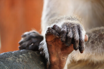 Bonnet Macaque Monkey Hand and Foot Close-Up