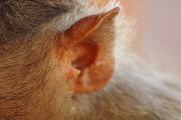 Bonnet Macaque Monkey Ear Close-Up