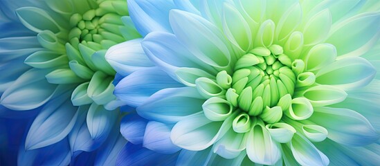 Close up of a macro shot on a multi color floral background of a blue green chrysanthemum in summer or spring