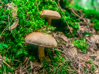 Beautiful mushroom hog growing in the grass color