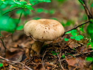 Beautiful mushroom hog growing in the grass color