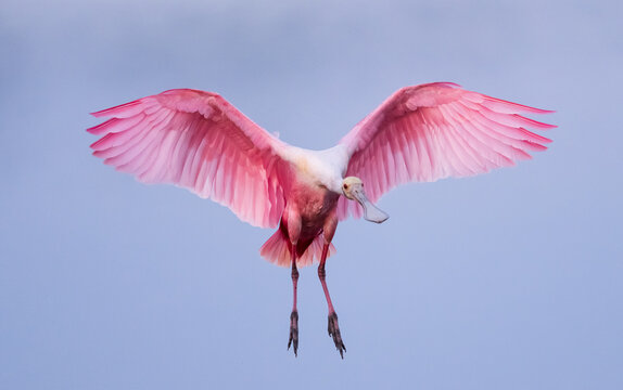 Gorgeous Roseate Spoonbill spreading its wings before landing!!