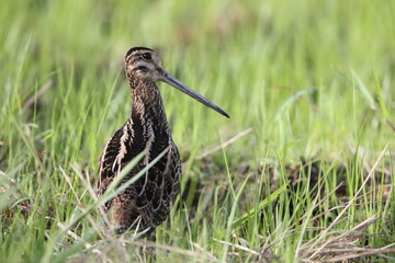 Swinhoe's snipe, (Gallinago megala), also known as forest snipe or Chinese snipe. This photo was taken in Japan.