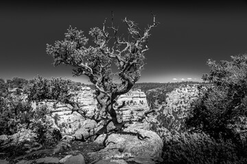 Black and White Photo of a Tree on the edge of the North Rim of the Grand Canyon at the Cape Royal Overlook