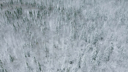 Top view of snow-covered winter forest. Clip. Coniferous forest with snow trees on cloudy day. Vast forest with snow in winter - obrazy, fototapety, plakaty