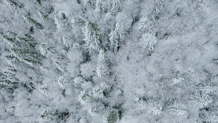 Top view of snow-covered winter forest. Clip. Coniferous forest with snow trees on cloudy day. Vast...