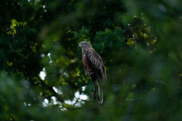 Red Tail Hawk Between trees and leaves