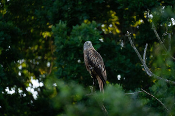 Red Tail Hawk Between trees and leaves