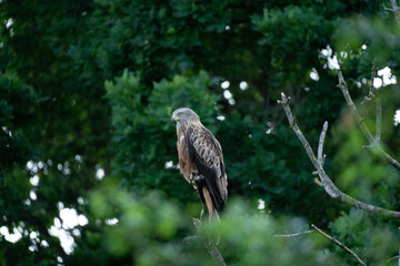 Red Tail Hawk Between trees and leaves