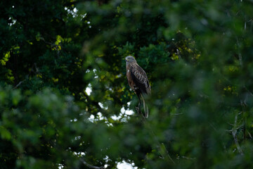 Red Tail Hawk Between trees and leaves