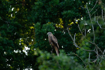 Red Tail Hawk Between trees and leaves