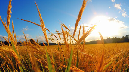 Obraz premium 大空を見上げるアングルの小麦畑