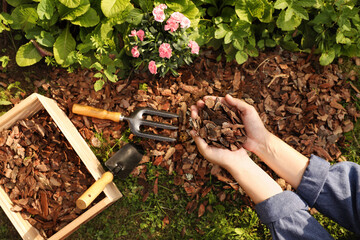 Woman mulching soil with bark chips in garden, top view