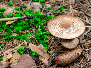 Beautiful mushroom hog growing in the grass color