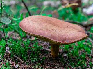 Beautiful mushroom hog growing in the grass color