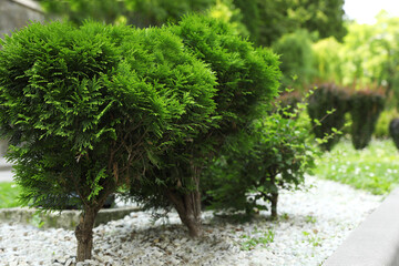 Beautiful thuja trees growing in park, space for text. Gardening and landscaping