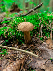Beautiful mushroom hog growing in the grass color