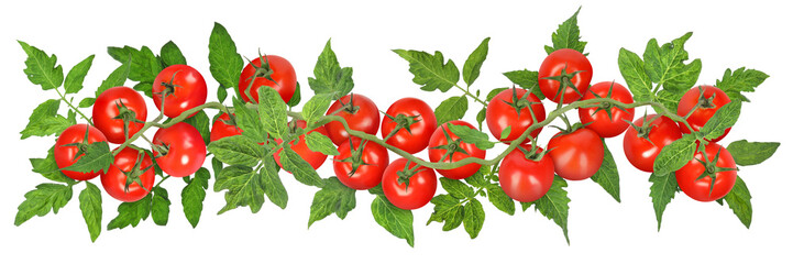 Branch with fresh ripe cherry tomatoes and green leaves on white background, banner design