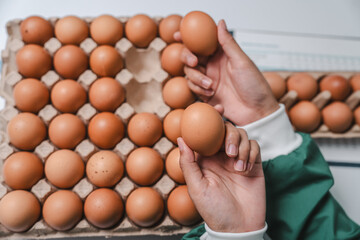 Skilled food factory technologist meticulously examines chicken eggs on production line, ensuring...