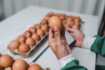 Skilled food factory technologist meticulously examines chicken eggs on production line, ensuring...