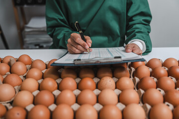 Skilled food factory technologist meticulously examines chicken eggs on production line, ensuring...