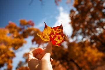 Warm beautiful autumn landscape, a woman's hand holding a leaf in the sun. Colorful foliage. Blue sky with clouds. Majestic trees with sun rays. Red and yellow leaves. Warm toning effect.