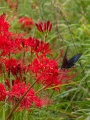 彼岸花とカラスアゲハ