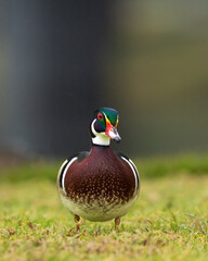 Most colorful duck of all, the wood duck!!