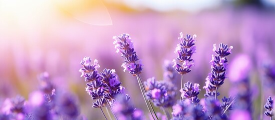 Blooming violet lavandula angustifolia used for perfume and medicinally Natures antiseptic and...