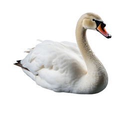Obraz premium a swan isolated on transparent background