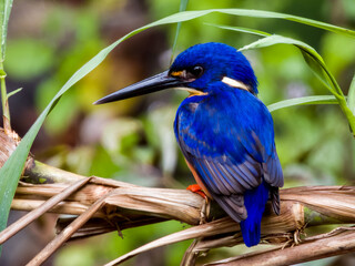 Obraz premium Azure Kingfisher in Queensland Australia