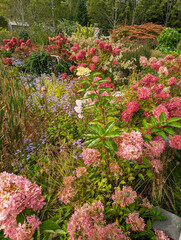 Flowers in a botanical garden 