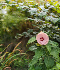 flower in the garden