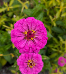 Pink flower in a garden 