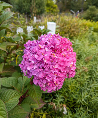 pink and purple ombre flower