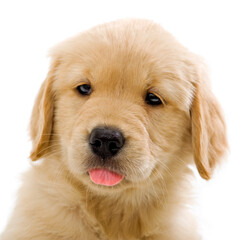 7 Week old Golden Retriever puppy sticking tongue out on white background