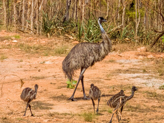 Endemic Emu in Queensland Australia